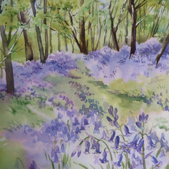Bluebell Woods