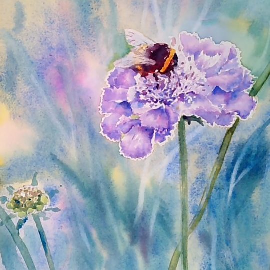 Scabious